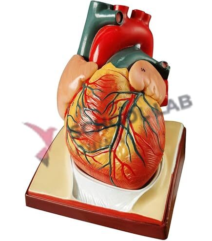 Heart Model - 2 Parts